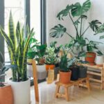 A vibrant collection of indoor plants in a cozy and modern room., tags: zimmerpflanzen - pexel
