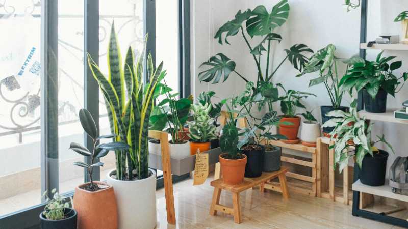 A vibrant collection of indoor plants in a cozy and modern room., tags: zimmerpflanzen - pexel