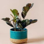 A Raven ZZ plant in a blue pot. - Digital concept art for illustrative purpose, tags: die - Monok