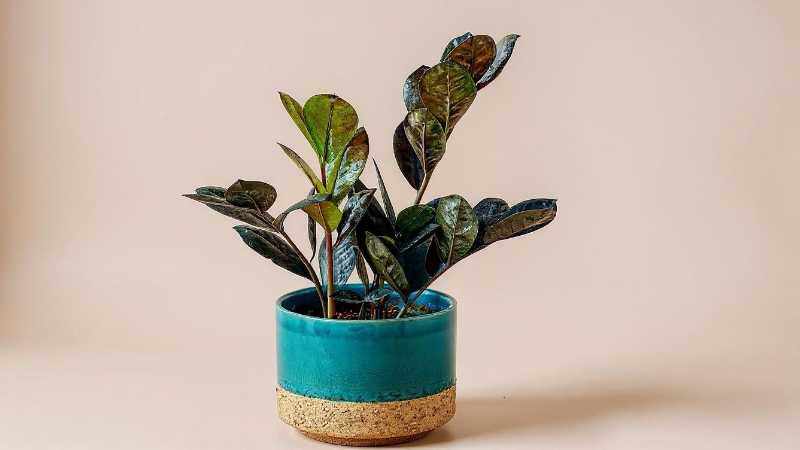 A Raven ZZ plant in a blue pot. - Digital concept art for illustrative purpose, tags: die - Monok