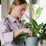 Woman tending to indoor plants wearing apron in cozy home setting., tags: zimmerpflanzen - pexel