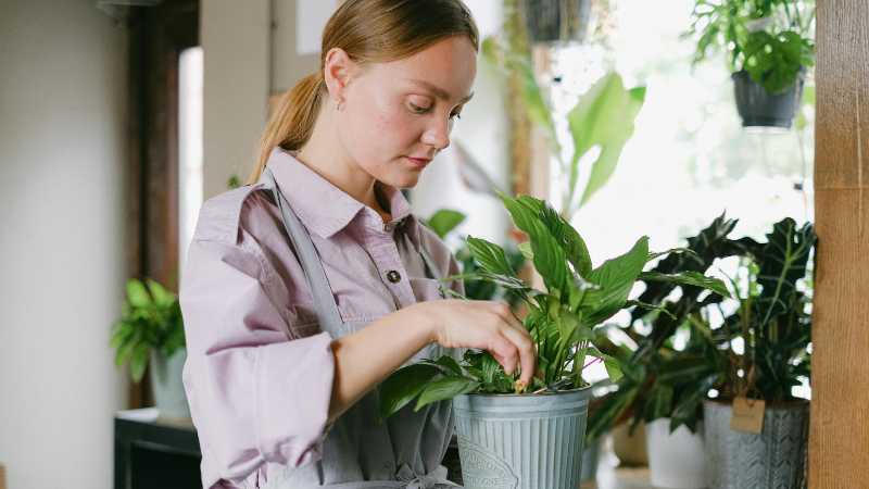 Woman tending to indoor plants wearing apron in cozy home setting., tags: zimmerpflanzen - pexel