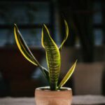 A vibrant snake plant in a ceramic pot basking in natural sunlight indoors., tags: ruhe und - pexel