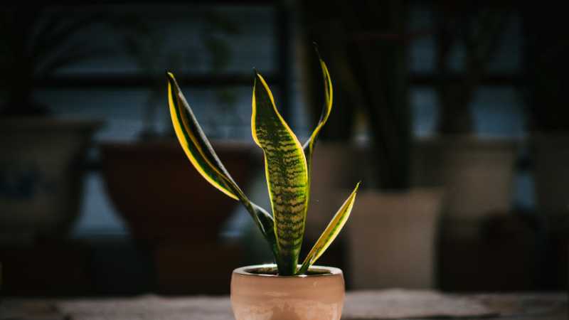 A vibrant snake plant in a ceramic pot basking in natural sunlight indoors., tags: ruhe und - pexel